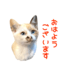 ばりカワ6ニャンズ♡まめくちゃみる（個別スタンプ：5）