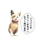 ばりカワ6ニャンズ♡まめくちゃみる（個別スタンプ：7）