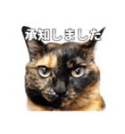 ばりカワ6ニャンズ♡まめくちゃみる（個別スタンプ：8）