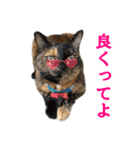 ばりカワ6ニャンズ♡まめくちゃみる（個別スタンプ：13）