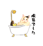 ばりカワ6ニャンズ♡まめくちゃみる（個別スタンプ：15）