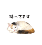 ばりカワ6ニャンズ♡まめくちゃみる（個別スタンプ：22）
