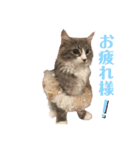 リリアちゃん①（個別スタンプ：2）
