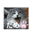 リリアちゃん①（個別スタンプ：6）