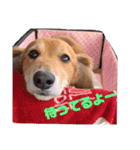 銀次っス（個別スタンプ：32）
