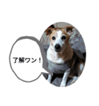 ロビンとルカ（個別スタンプ：6）