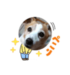ロビンとルカ（個別スタンプ：12）