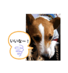 ロビンとルカ（個別スタンプ：15）
