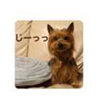 しょこらPart④（個別スタンプ：1）