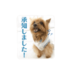 しょこらPart④（個別スタンプ：3）