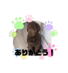ディノザウルス（個別スタンプ：24）