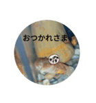 サワガニくんスタンプ（個別スタンプ：6）
