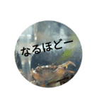 サワガニくんスタンプ（個別スタンプ：18）