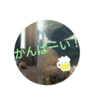 サワガニくんスタンプ（個別スタンプ：26）