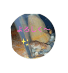 サワガニくんスタンプ（個別スタンプ：33）