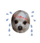 カルアとショコラ（個別スタンプ：5）