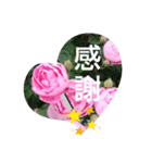 rose-w（個別スタンプ：6）