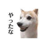 わが家の柴わんこ7.（個別スタンプ：2）
