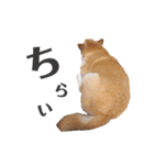 わが家の柴わんこ7.（個別スタンプ：7）