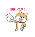 Mr.柴犬の敬語であいさつ（個別スタンプ：10）