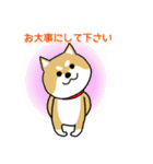 Mr.柴犬の敬語であいさつ（個別スタンプ：30）