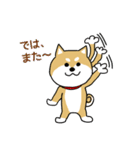 Mr.柴犬の敬語であいさつ（個別スタンプ：40）