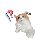 じゃむスタンプ1（個別スタンプ：2）