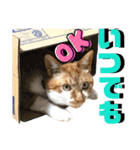ねねこ猫♡実写猫〜毎日使える日常ご挨拶…（個別スタンプ：1）
