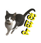ねねこ猫♡実写猫〜毎日使える日常ご挨拶…（個別スタンプ：2）
