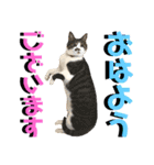 ねねこ猫♡実写猫〜毎日使える日常ご挨拶…（個別スタンプ：3）
