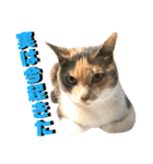 ねねこ猫♡実写猫〜毎日使える日常ご挨拶…（個別スタンプ：4）