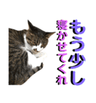 ねねこ猫♡実写猫〜毎日使える日常ご挨拶…（個別スタンプ：5）