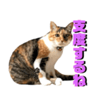 ねねこ猫♡実写猫〜毎日使える日常ご挨拶…（個別スタンプ：6）