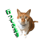 ねねこ猫♡実写猫〜毎日使える日常ご挨拶…（個別スタンプ：7）