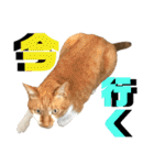 ねねこ猫♡実写猫〜毎日使える日常ご挨拶…（個別スタンプ：8）