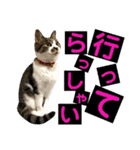 ねねこ猫♡実写猫〜毎日使える日常ご挨拶…（個別スタンプ：9）