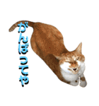 ねねこ猫♡実写猫〜毎日使える日常ご挨拶…（個別スタンプ：10）