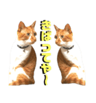 ねねこ猫♡実写猫〜毎日使える日常ご挨拶…（個別スタンプ：11）