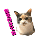 ねねこ猫♡実写猫〜毎日使える日常ご挨拶…（個別スタンプ：12）