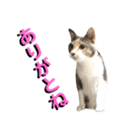 ねねこ猫♡実写猫〜毎日使える日常ご挨拶…（個別スタンプ：14）