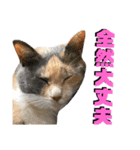 ねねこ猫♡実写猫〜毎日使える日常ご挨拶…（個別スタンプ：15）