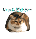 ねねこ猫♡実写猫〜毎日使える日常ご挨拶…（個別スタンプ：16）