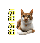 ねねこ猫♡実写猫〜毎日使える日常ご挨拶…（個別スタンプ：17）