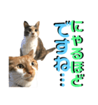 ねねこ猫♡実写猫〜毎日使える日常ご挨拶…（個別スタンプ：18）