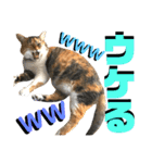 ねねこ猫♡実写猫〜毎日使える日常ご挨拶…（個別スタンプ：19）