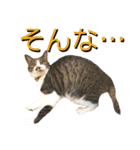 ねねこ猫♡実写猫〜毎日使える日常ご挨拶…（個別スタンプ：20）