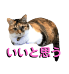 ねねこ猫♡実写猫〜毎日使える日常ご挨拶…（個別スタンプ：21）