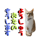 ねねこ猫♡実写猫〜毎日使える日常ご挨拶…（個別スタンプ：22）