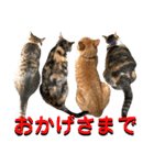ねねこ猫♡実写猫〜毎日使える日常ご挨拶…（個別スタンプ：23）