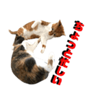 ねねこ猫♡実写猫〜毎日使える日常ご挨拶…（個別スタンプ：24）